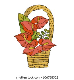 vector color natural contour sketch of lily flowers in the basket