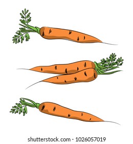 vector color orange carrot vegetable set on white