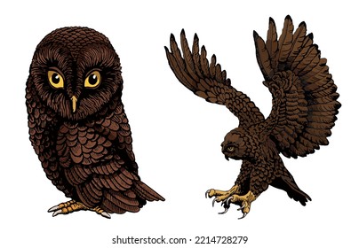 Vector color owls isolated on white background, graphical brown night bird,illustration.Symbol of knowledge 