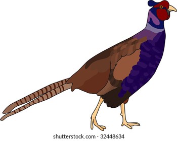 vector - color pheasant isolated on background