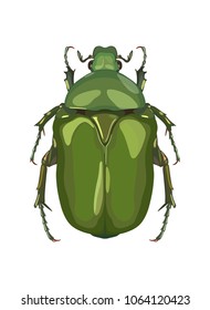 Vector color picture of bronzed beetle with bright green coloring on white background. Insects.