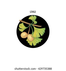 Vector color plant fruit Ginkgo biloba in black circle on white background. Design for package of health, beauty natural products.