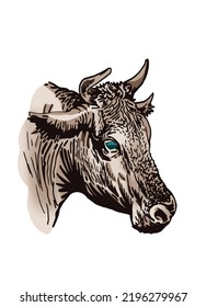 Vector color portrait of  cow isolated on white background, hand-drawn illustration