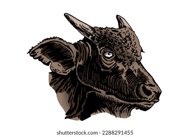 Retrato de color vectorial de vaca aislado en fondo blanco, ilustración dibujada a mano