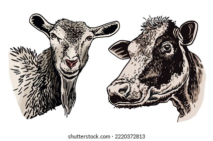 Vector color  portrait of goat  and cow on white isolated, farm animal. Dairy product producer