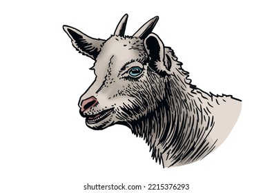 Vector color  portrait of goat  on white isolated, farm animal. Dairy product producer