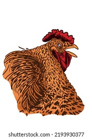 Vector color portrait of rooster isolated on white background,graphical illustration