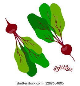vector color purple red beet root vegetable set on white for your design menu cafe fresh food market