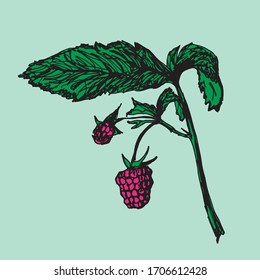 Vector color raspberry. Hand drawn  berry and leaf,botanical sketch.