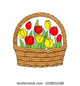 vector color red yellow tulips flower in basket on white