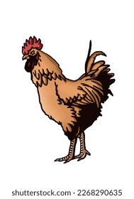 Vector color  of rooster isolated on white background,graphical illustration