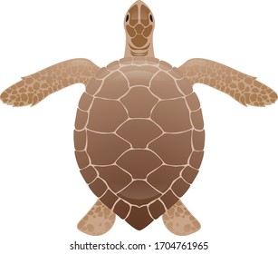 Vector color sea turtle with pattern shell. Reptile like a nature object for textile or design.