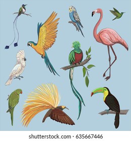 Vector color set of beautiful exotic birds of the Amazon rainforest