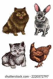 Vector color set of cat,dog , rabbit and hen,graphical drawing of domestic animals,illustration for design and books
