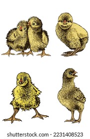 Vector color set of chicks on white isolated, yellow newborn chicks collection,graphical illustration