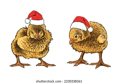 Vector color set of chicks in red Santa Claus hats on white isolated, yellow newborn chicks collection,graphical illustration