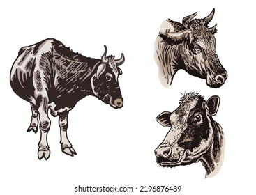 Conjunto de colores vectoriales de vacas en blanco aislado, dibujo gráfico, animal doméstico de granja