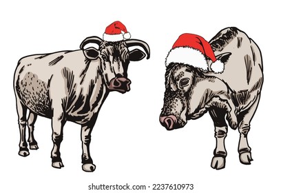 Vector color set of  cows in Santa Claus red hat isolated on white background, hand-drawn illustration