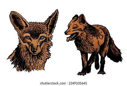 Vector color set of  foxes isolated on white,graphical illustration
