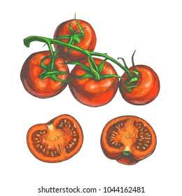 Vector color set of fresh vegetables sketches isolated on white. Hand drawn botanical illustration of red tomatoes on vine and slices in engraving style. Top view