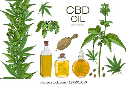 Vector color set of hand drawnhemp elements. Cannabis essential oil.CBD. Oil bottles, branches, leaves, seeds, fruits,  inflorescences. Seamless horizontal border.