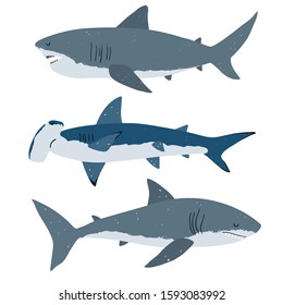 Vector color set of illustrations with different types of sharks on a white background. Flat illustration of sharks. Underwater world, ocean, underwater inhabitants. Hammerhead, bull shark