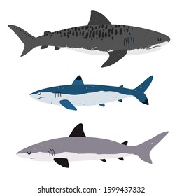 Vector color set of illustrations with different types of sharks on a white background. Flat illustration of sharks. Underwater world, ocean, underwater inhabitants. 