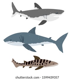 Vector color set of illustrations with different types of sharks on a white background. Flat illustration of sharks. Underwater world, ocean, underwater inhabitants. 