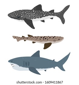 Vector color set of illustrations with different types of sharks on a white background. Flat illustration of sharks. Underwater world, ocean, underwater inhabitants. 