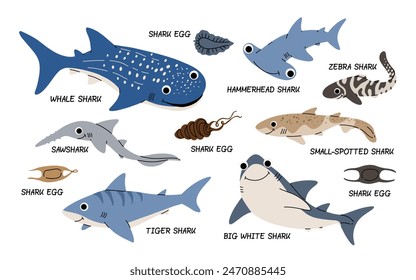 Vector color set of illustrations with different types of sharks on a white background. Flat illustration of sharks. Underwater world, ocean, underwater inhabitants.