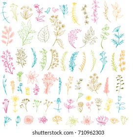 vector color set leaves, brunches and meadow flowers on a white background