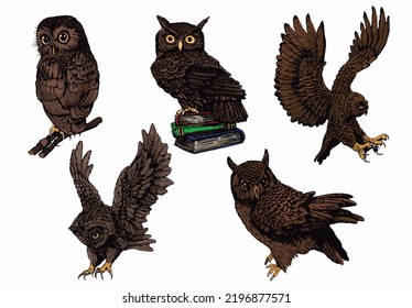 Vector color set of owls isolated on white background, graphical brown night bird,illustration.Symbol of knowledge 