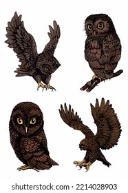 Vector color set of owls isolated on white background, graphical brown night bird,illustration.Symbol of knowledge 