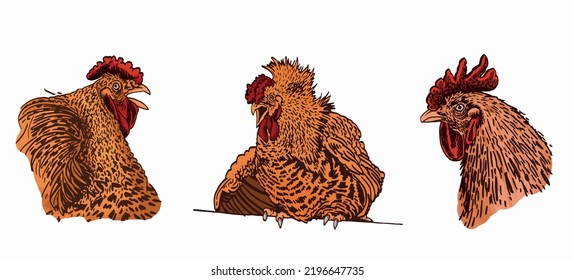 Vector color set of roosters isolated on white background,graphical color illustration