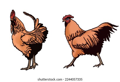 Vector color set  of roosters isolated on white background,graphical illustration