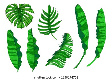 Vector color set of tropical leaves. Isolated colored leaves of palm, monstera and banana. Botanical drawing of jungle plants.