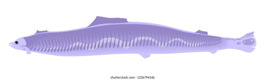 vector color simple fish illustration on white background isolated