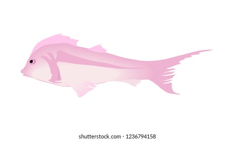 vector color simple fish illustration on white background isolated