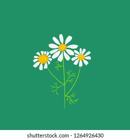 vector color simple illustration of isolated daisies