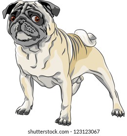 vector color sketch  angry dog fawn pug breed stands in front