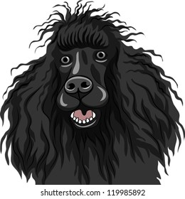 vector color sketch of the black dog Poodle breed smiles, isolated on the white background