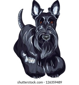 Vector color sketch of the black dog Scottish Terrier breed standing