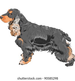 vector color sketch black English Cocker Spaniel breed isolated in white background