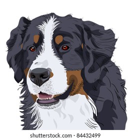 vector color sketch of a close-up dog breed Bernese Mountain Dog