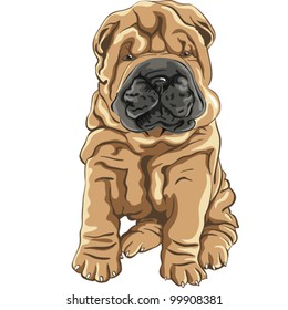 vector color sketch of a close-up dog breed Shar Pei Dog puppy sitting