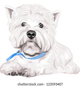 Vector color sketch closeup portrait serious dog West Highland White Terrier breed with blue collar