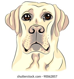 vector color sketch closeup portrait of serious dog breed white labrador retrievers