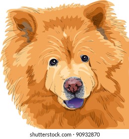 vector color sketch close-up portrait of a dog chow-chow breed isolated on the white background