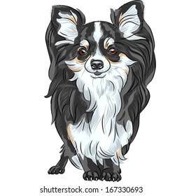 Vector color sketch of the cute dog Chihuahua breed smiling