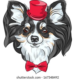Vector color sketch of the cute hipster dog Chihuahua in the red hat with bow tie